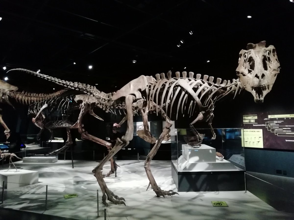 A fossilised Lythronax, an early Tyrannosaur, on display in the Tyrannosaurs exhibition at the National Museum of Scotland in Edinburgh.