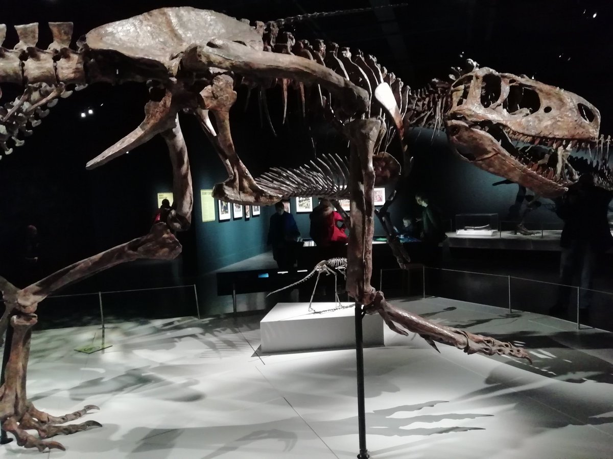 A fossilised Albertosaurus, a late Cretaceous Tyrannosaur, on display in the Tyrannosaurs exhibition at the National Museum of Scotland in Edinburgh.