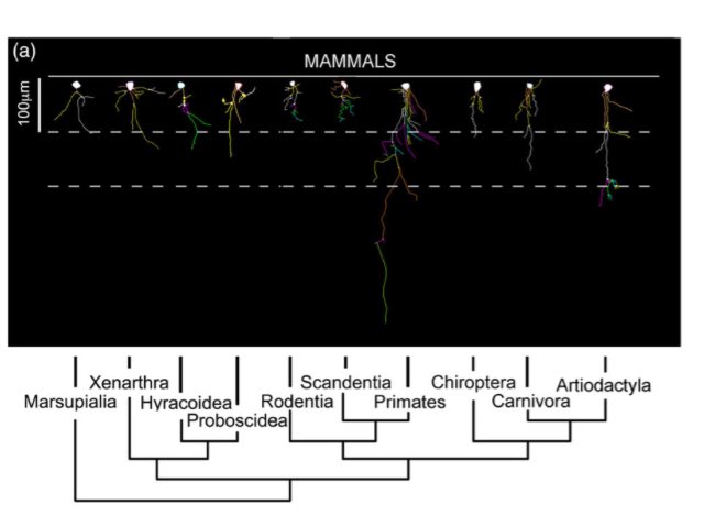 CarmenFalcone6's tweet photo. @OpenAcademics @erinkburrell We studied the evolution of a type of astrocytes (#interlaminar) in brains from more than 40 different species of mammals. Found that all mammals have them but they are more dense and complex in Primates.
Now trying to figure out what their function is 😏
https://t.co/CwPBq8e1rq https://t.co/D95Qj66JRf