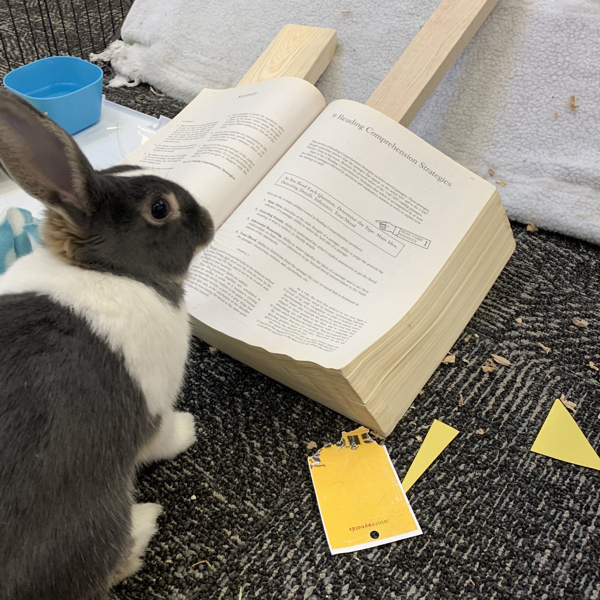 ahscougarmc's tweet photo. Two exciting updates: We have lots of FREE BOOKS for y’all (Ms. Monson’s #ProStart students came over today for books and older magazines), and Luna’s studying for the SAT using one of the discarded books #learningtoread #learningtomath 📚 📖🐰💗 #theAHSway #theACSway #bookbunny https://t.co/IYrzpMlyNB