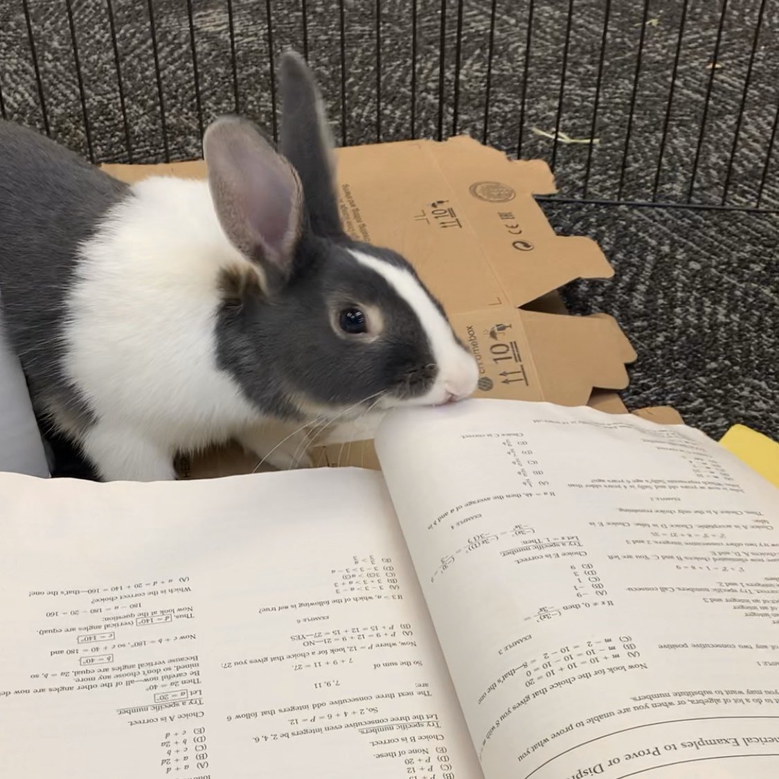 ahscougarmc's tweet photo. Two exciting updates: We have lots of FREE BOOKS for y’all (Ms. Monson’s #ProStart students came over today for books and older magazines), and Luna’s studying for the SAT using one of the discarded books #learningtoread #learningtomath 📚 📖🐰💗 #theAHSway #theACSway #bookbunny https://t.co/IYrzpMlyNB