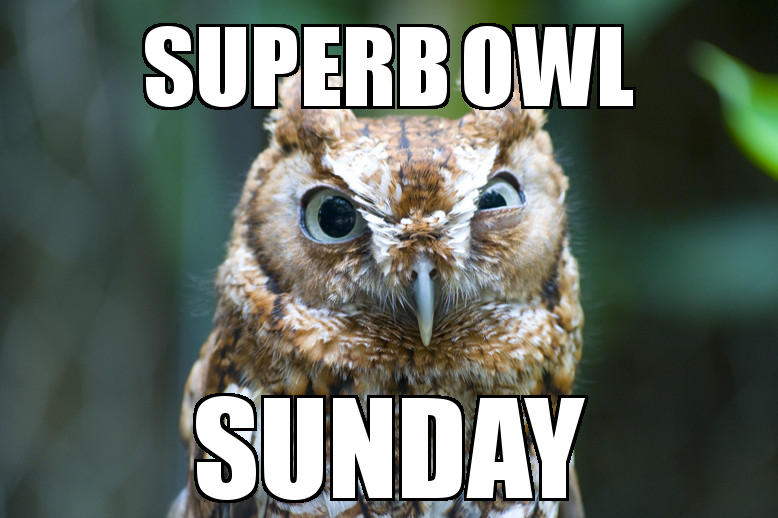 FormerlyCrows's tweet photo. It's time for the Superb Owl! - https://t.co/MBNKnlTQK1 https://t.co/eVUCoWHPtB