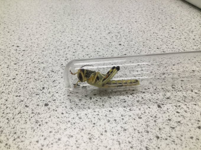 QG_Science's tweet photo. Then this afternoon Year 12 Biology have been dissecting locusts to look at their tracheal system #QGScience https://t.co/6JoAI2JIMn