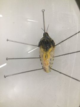 QG_Science's tweet photo. Then this afternoon Year 12 Biology have been dissecting locusts to look at their tracheal system #QGScience https://t.co/6JoAI2JIMn