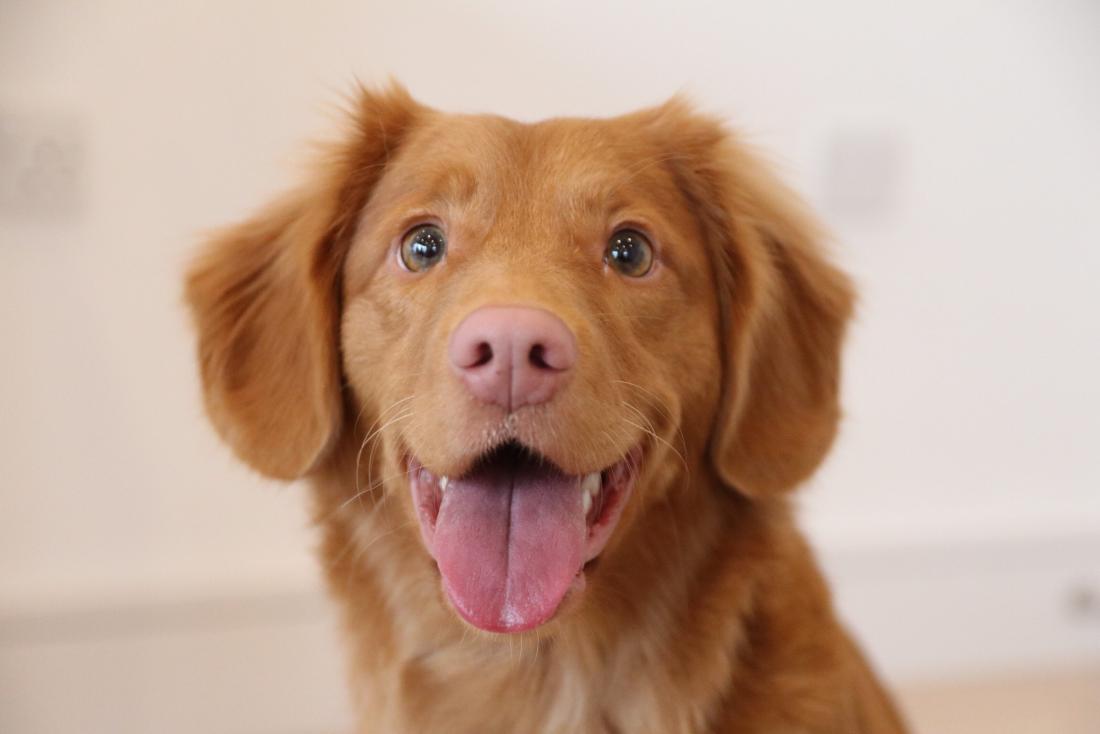 Friday is the LAST day to register your dog. A $25.00 late fee will be applied as of February 1st