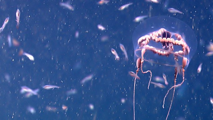 Underwater image showing marine life swimming.