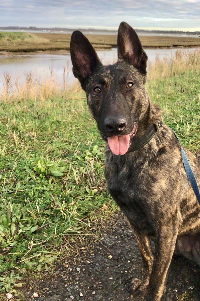 BCHPoliceDogs's tweet image. The GP Initial course is proud to announce that PD Troy has achieved his licence today after a successful assessment from @EPPolicedogtrg . We are grateful to the @hertscountyshow for their facilities. #thenoseknows #dutchherder #foundations @ACC_Fullwood @CSuptBedsPolice