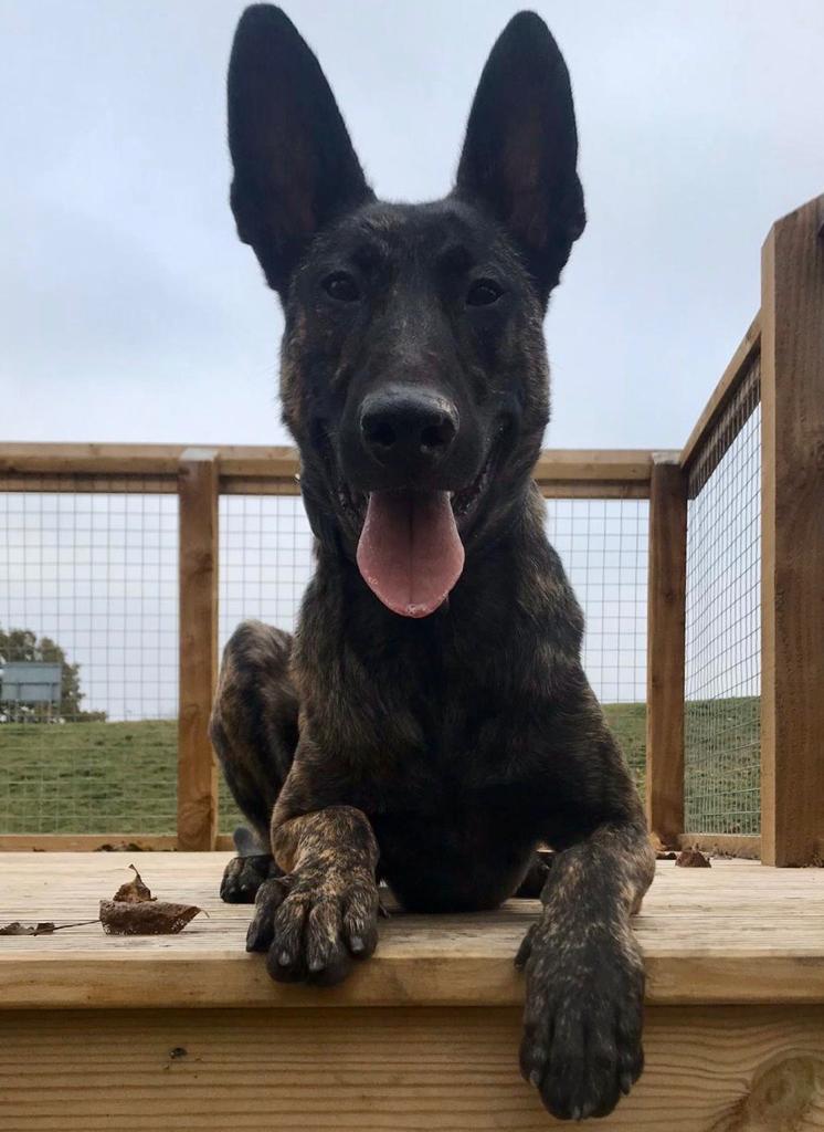 BCHPoliceDogs's tweet image. Troy &amp;amp; his handler have a week of practical environmental development shifts before returning to @NSPoliceDogs to commence patrol duites. Collaborative working across the  7 Force Region. #shareknowledge #teamwork #trainforreality #trainhard  @ACC_Fullwood  @CSuptBedsPolice
