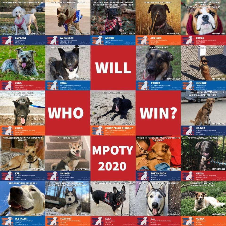 DogsonDeploymnt's tweet photo. The excitement is building the winner of the #MPOTY Competition will be announced on 2/1/20!
#dogsondeployment #usarmy #usairforce #usnavy #usmarinecorps #nationalguard #coastguard #toughpup #activ4pets #greyboypetprints #lazydogcookies #upcountryinc #bowserbeer #militarypet https://t.co/5mlj5VhnVo