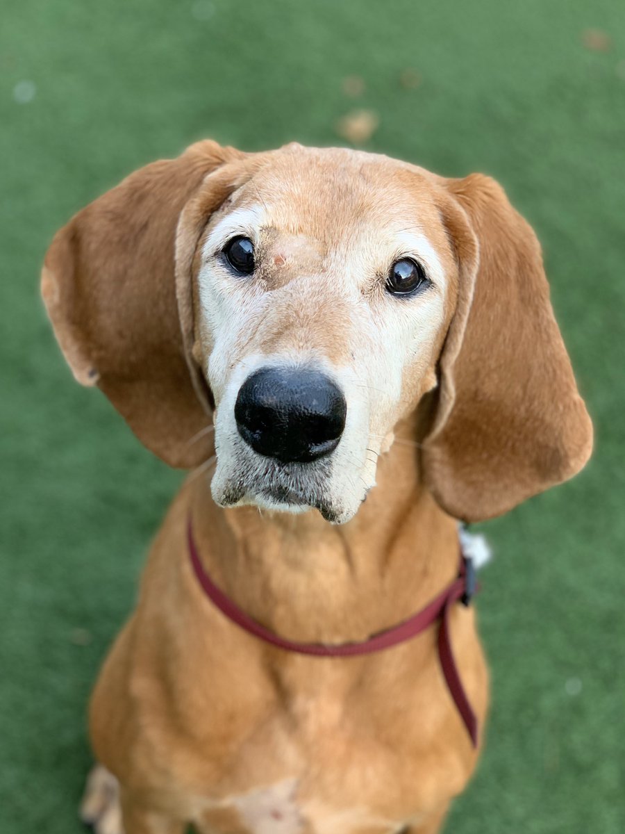 Sacramento SPCA tweet media
