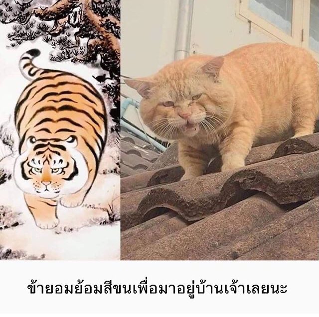 fffuujkkk's tweet photo. เจ้าเสืออ้วง https://t.co/MrW9GPTkhh