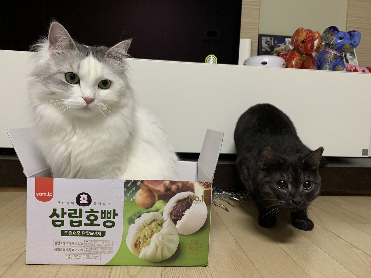 아카시아로 tweet media