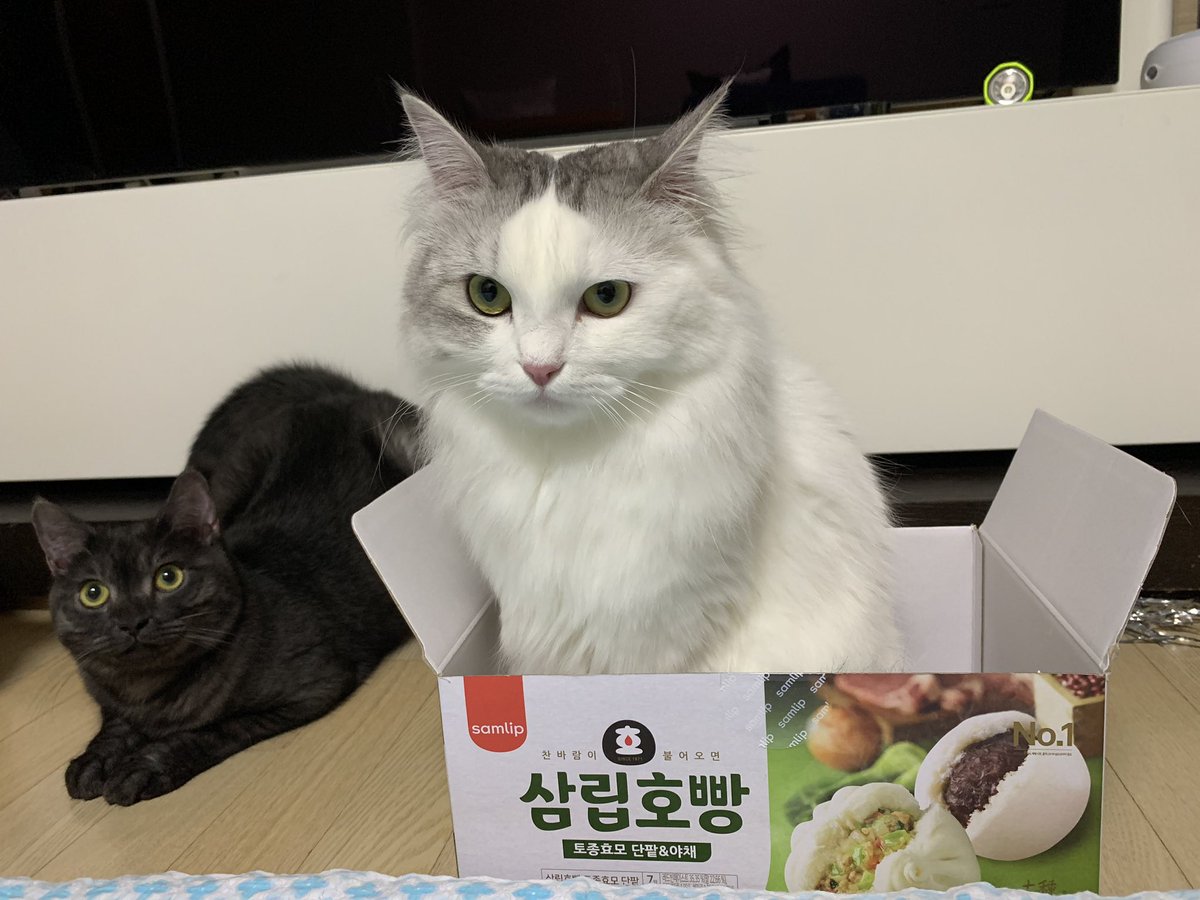 아카시아로 tweet media