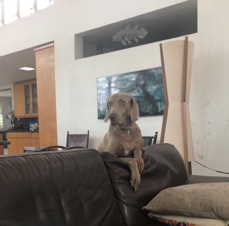 nickfly78's tweet image. Gofio | gofio