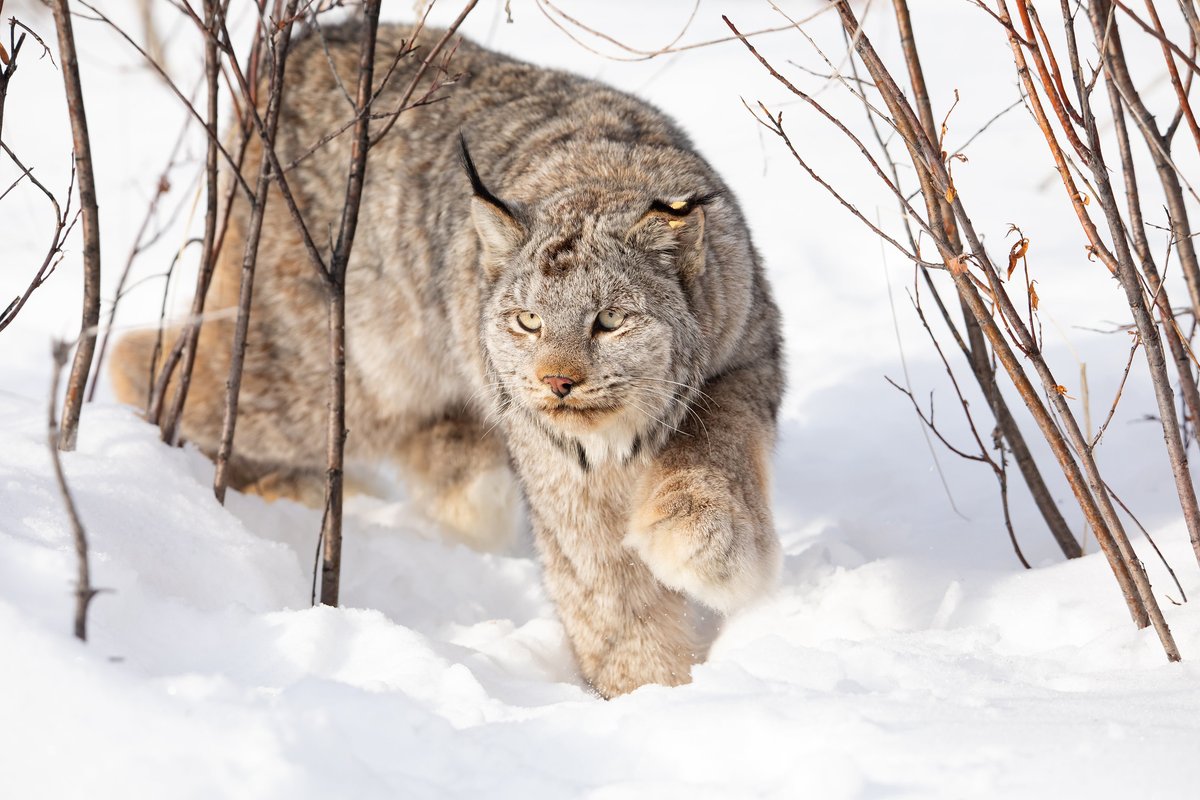 A large gray lynx walks through thick snow.