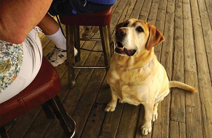 Obese, overweight pets mean challenges for #petfood industry buff.ly/36bFLFK