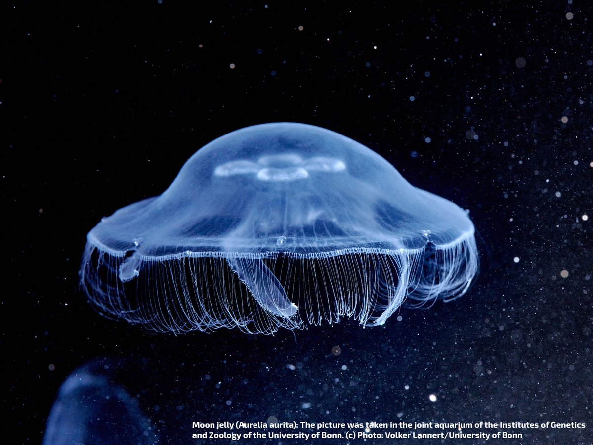 An almost translucent moon jellyfish swims in the center of the image in dark and clear waters.