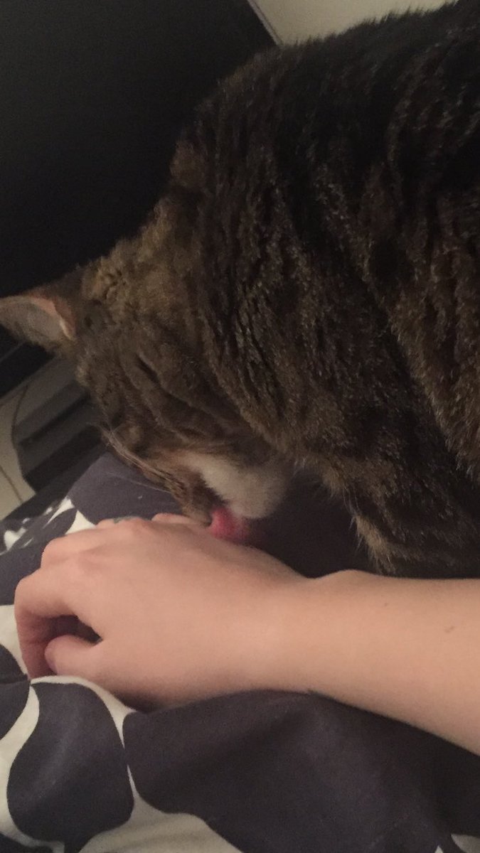 nisoliwo's tweet image. Sådär ja. Då behöver man inte tänka på duschen idag. Tack #Cornflake ❤️ #cat #katt