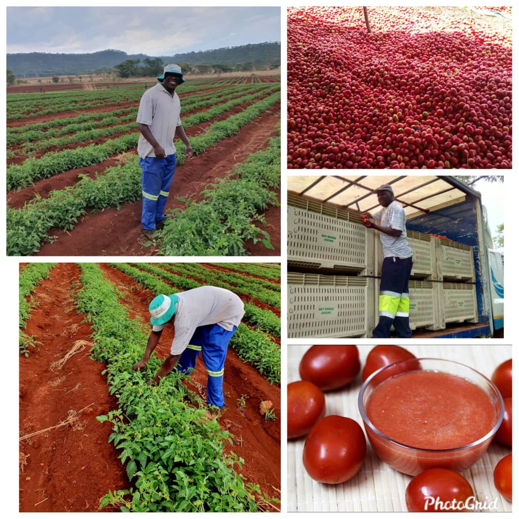 Farm 👨🏾‍🌾 to Fork 🍽

Seed Co's Pietrarossa (Processing) tomato @ YOUNG Mr Bauldwin Mazango's Umsasa farm Mazowe. Established 5 ha &amp; selling to Beitbridge Juices (subsidiary Schweppes Zim) at  ($0.15 - $0.22) USD equivalent/kg.
Average yield 80- 100t/ha.  #SeedcoVeggiesFor⬆Profits