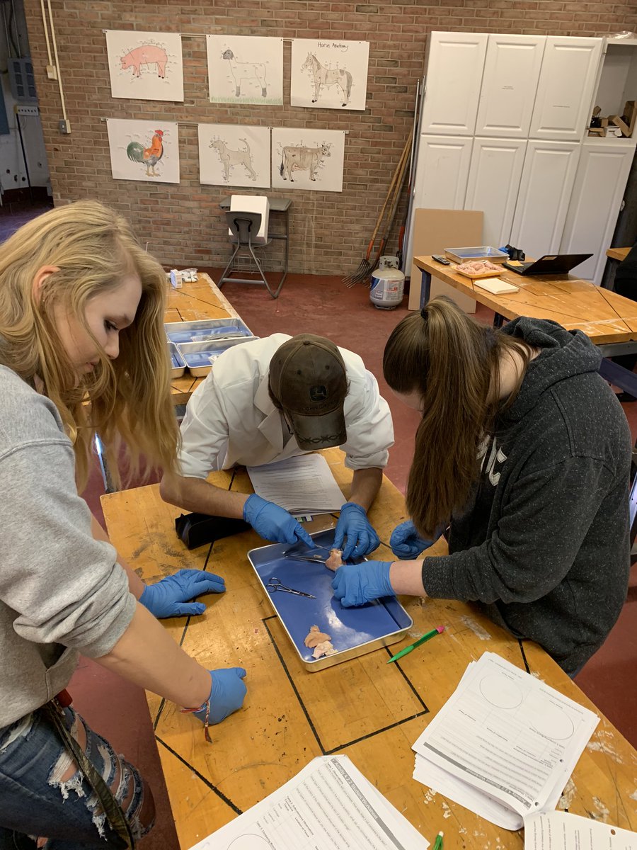 TheGeorge4H's tweet photo. Students had a blast in exploring the anatomy of the whole wing. Students observed and identified many unique tissue structures which are located in the wing. #handsonlearning #CASEASA #TeachAg https://t.co/2WV9CBkjLi