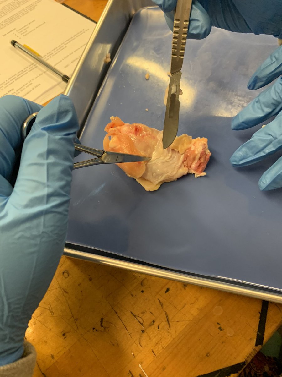 TheGeorge4H's tweet photo. Students had a blast in exploring the anatomy of the whole wing. Students observed and identified many unique tissue structures which are located in the wing. #handsonlearning #CASEASA #TeachAg https://t.co/2WV9CBkjLi