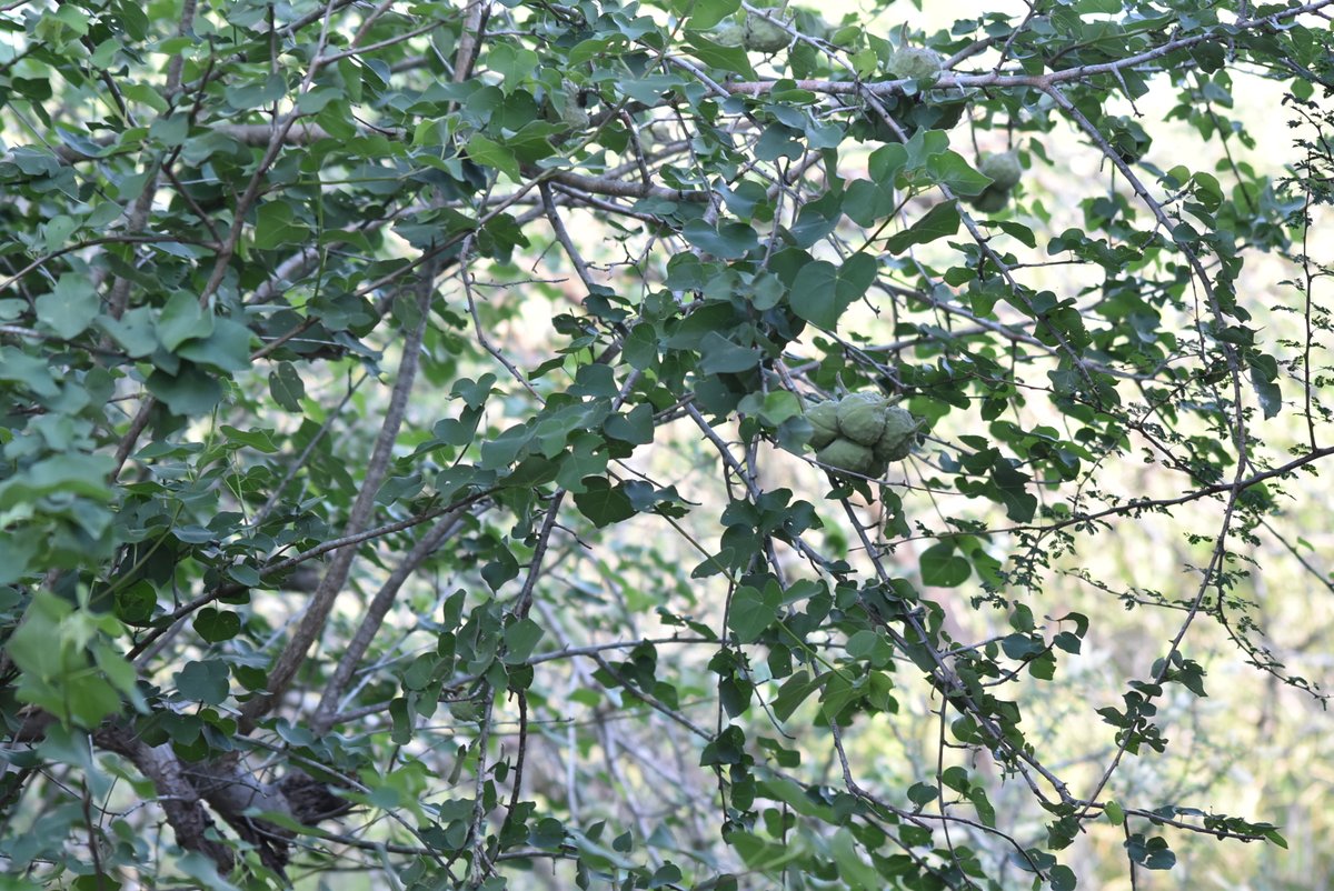 The East African Herbarium (EA) tweet media