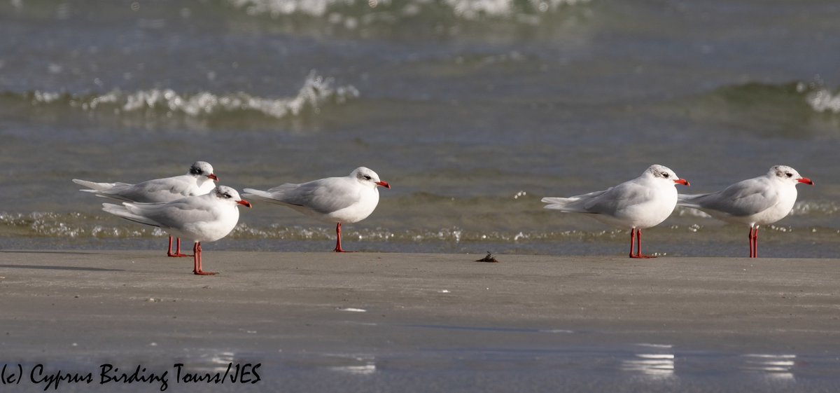 There is a large flock of gulls on Oroklini Beach at the moment. In among the Armenian, Caspian, Yellow-legged and Black-headed Gulls this afternoon were these five Mediterranean Gulls #cyprusbirds