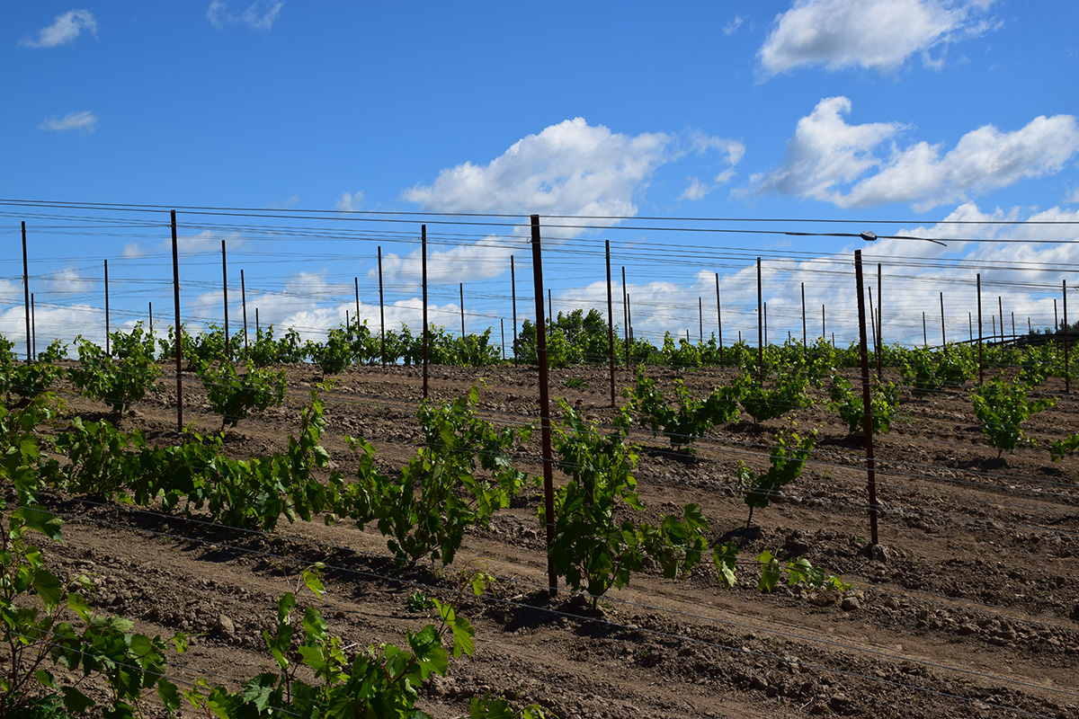 Exciting news! We'll be planting a new varietal in the vineyard this spring, called Grunër Veltliner and originating in Austria. It’s an interesting varietal, rarely seen in Ontario. Watch for news on the planting and details about the wines we plan to make! #adamoestatewinery