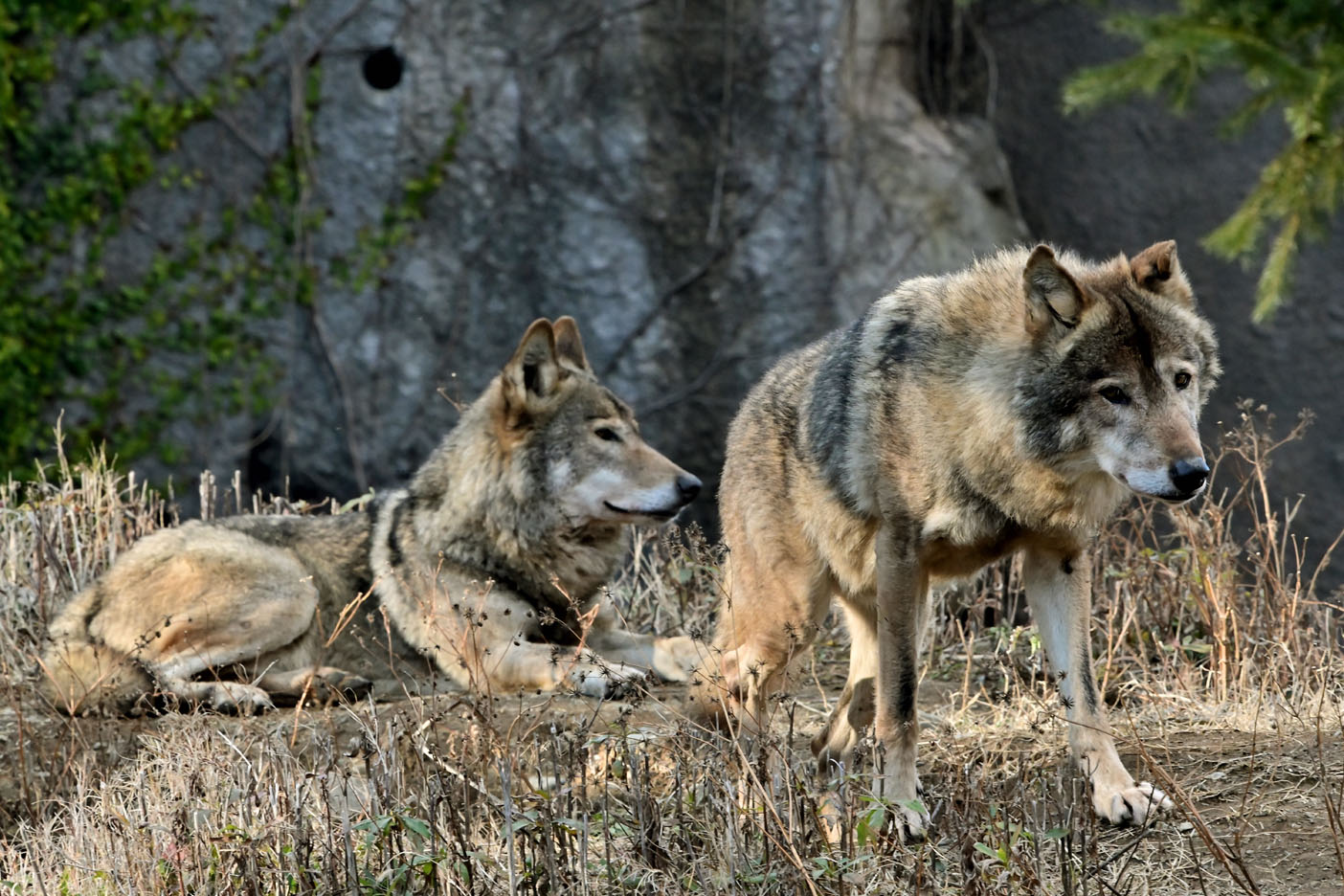 Twitter 上的 Nekooyaji ロイとロキ ﾀｲﾘｸｵｵｶﾐ 多摩動物公園 T Co Ou8hd4jt0k Twitter