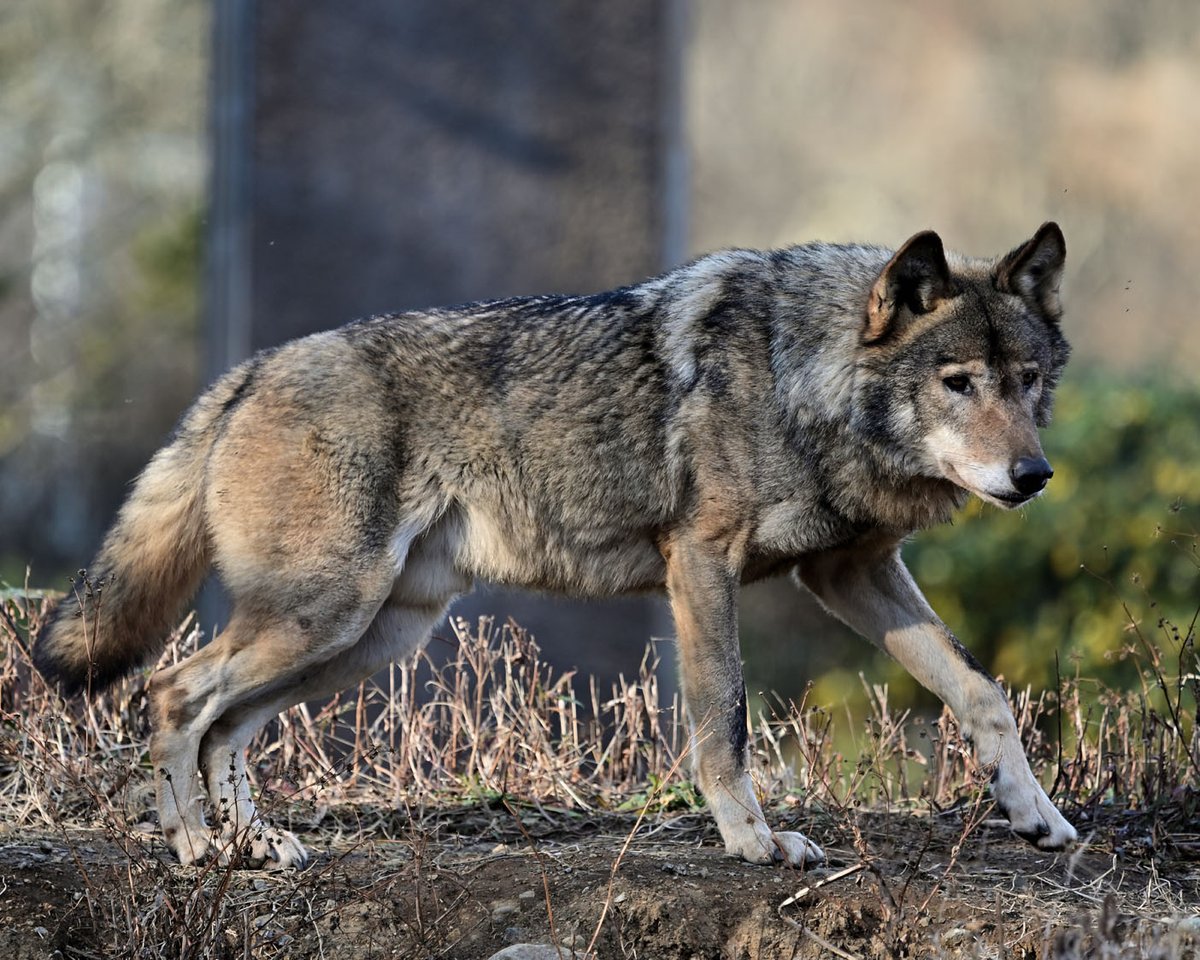 Nekooyaji ロイとロキ タイリクオオカミ 多摩動物公園 Nekooyaji ロイとロキ タイリクオオカミ 多摩動物公園