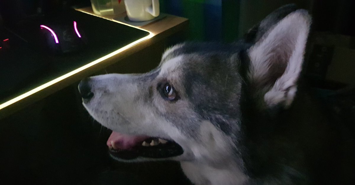 xMissKasx's tweet photo. Kash is rooting for @Methodgg this #RWF he is watching @Justw8 with great interest... i think he thinks your monk rolling around is a ball lol
#worldofwarcraft #methodgg #justwaiting #huskiesofinstagram https://t.co/cqFpeMwWaD