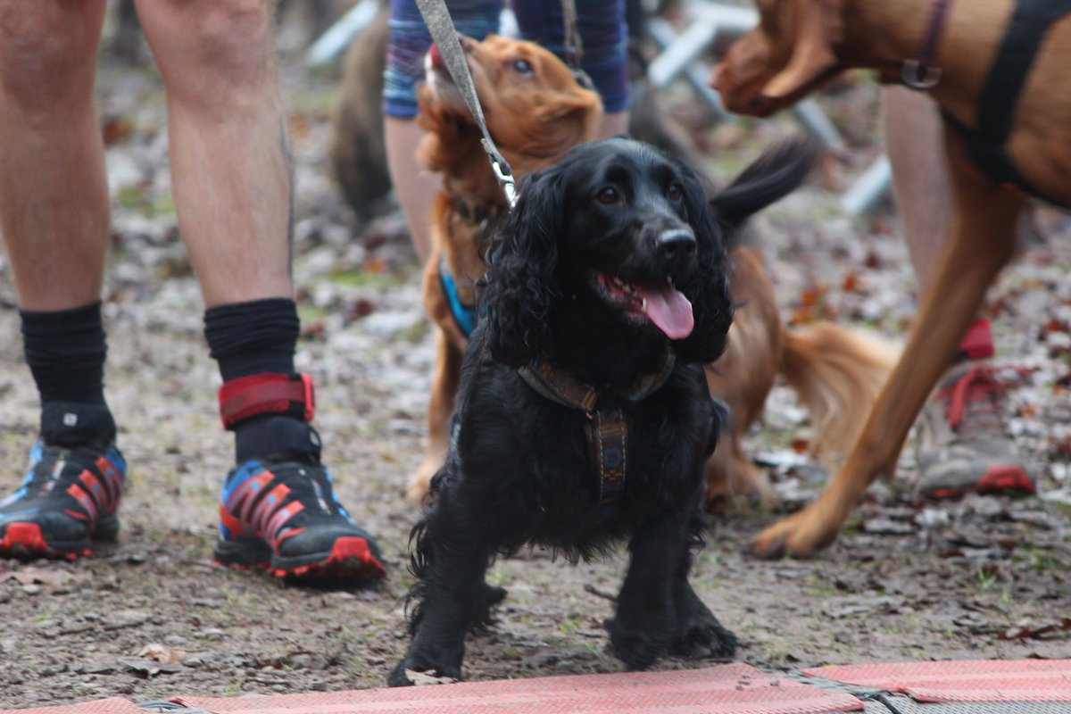Mayhill Massacre this weekend:

⛰ Canicross Race starts at 10.00am - Runners start at 10.10am
⛰ Registration open from 8.30am
⛰ Collect your race number &amp; timing chip from registration.
⛰ Huntley Garden Centre, Huntley, Gloucestershire,GL19 3EX