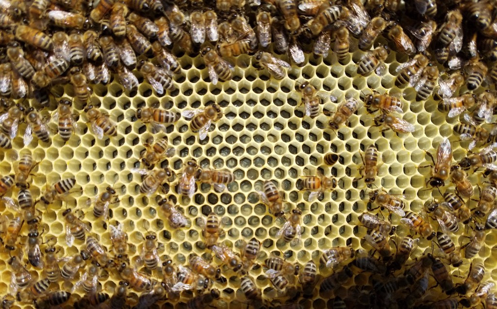 HungryBearFarms's tweet photo. Think Spring, get your Bees on Order! - https://t.co/xEZKplBDcE https://t.co/MLlDIFFuSY