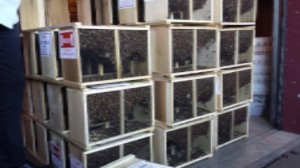 Think Spring, get your Bees on Order! - mailchi.mp/6405ac22ec79/n…