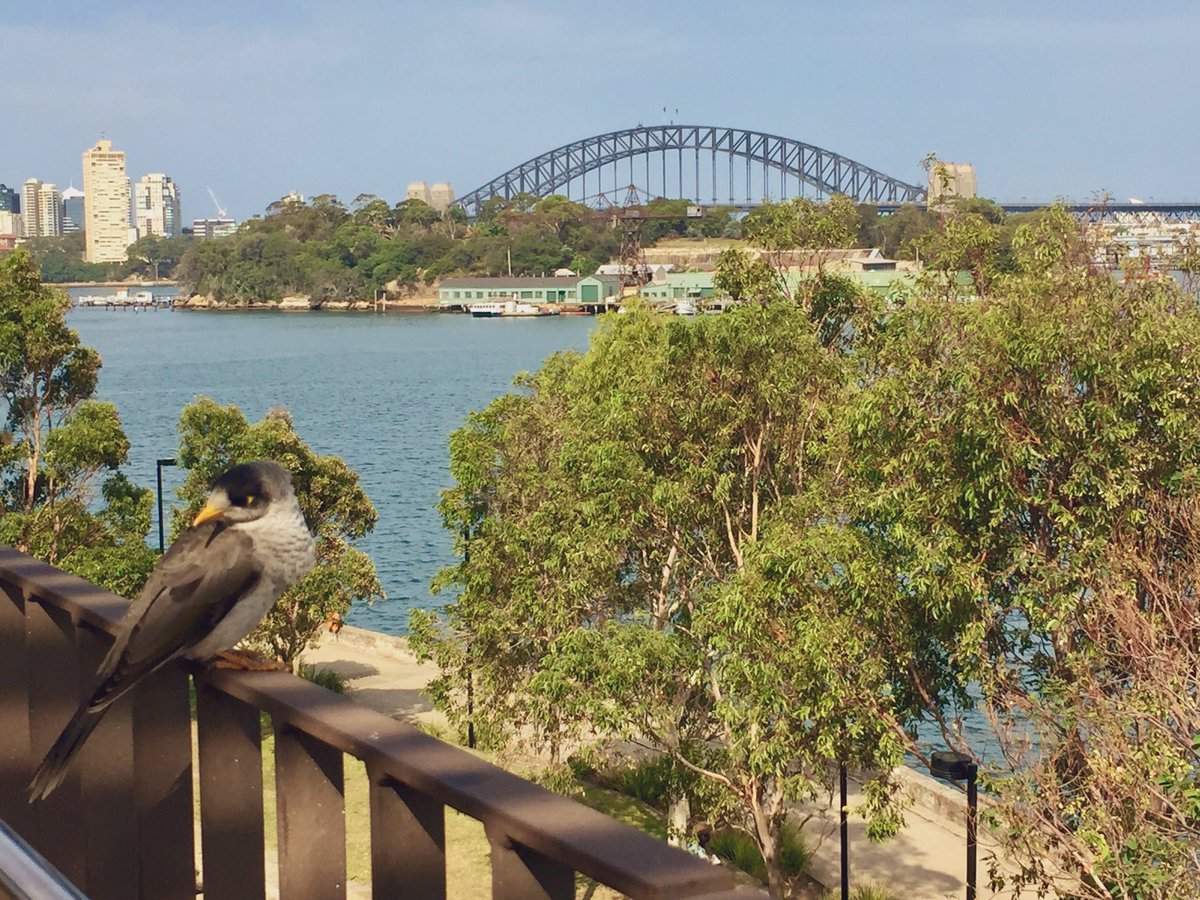 Giselleinmotion's tweet photo. I had this encounter with a bird in #Sydney yesterday - itโs like it knew we had a #Top4Animals #Top4Theme going and posed for me in front of Sydney Harbour Bridge. @Giselleinmotion @CharlesMcCool @Touchse @GreenMochila https://t.co/QBqt7BYwvJ