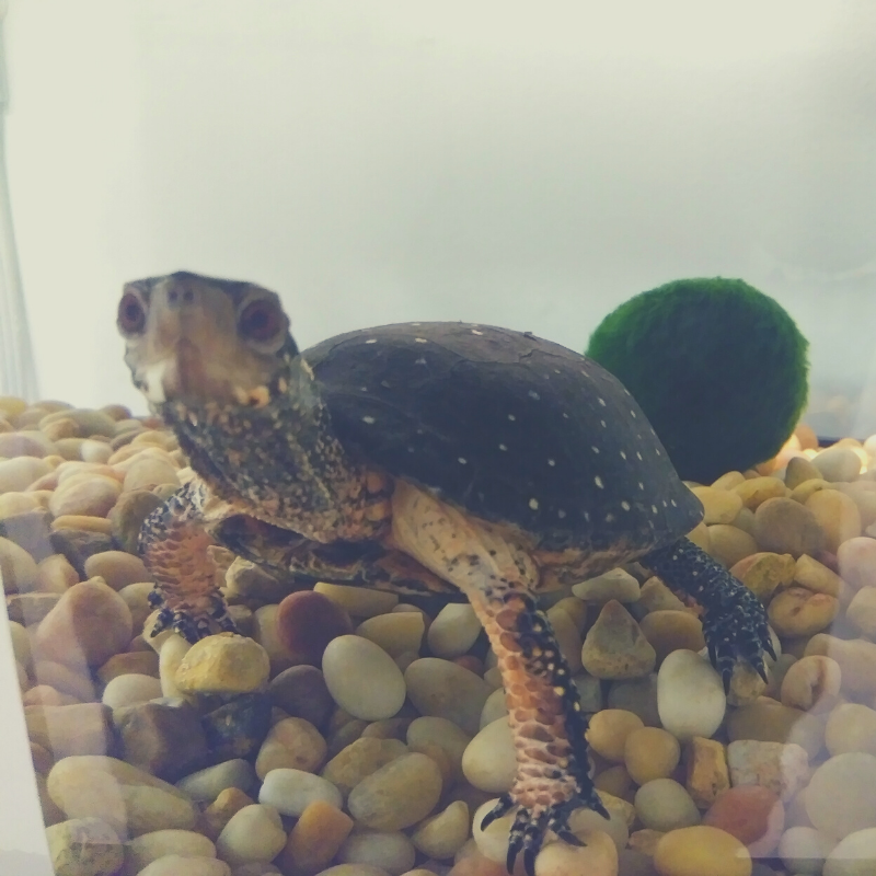 indyhall's tweet photo. This lil guy's always ready for a close up. π π’ #TimmyThursday #TurtleLove https://t.co/cOzi6pEJn5