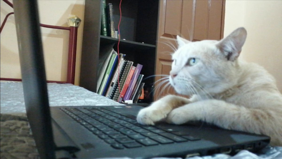 AnimalL54054347's tweet image. Cat learn how to sleep like a cat from internet
youtu.be/-gxjKBUqMG0