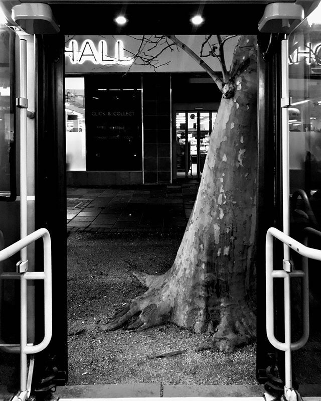 The Tree Outside #streetphotography #londonbuses #chiswick #monochrome