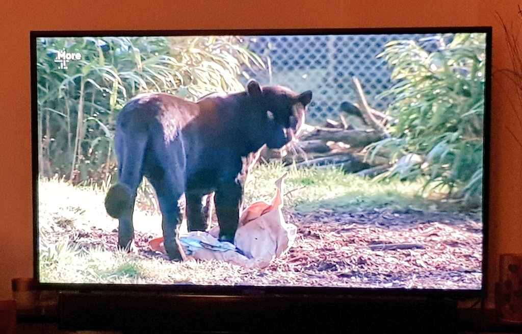 coombes_angie's tweet photo. Watching #SecretLifeOfTheZoo even #bigcats like #carnip 😹😽😻🐾 https://t.co/VZebFGcil4