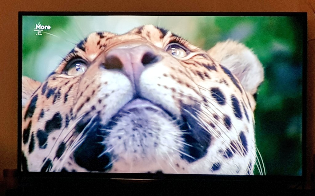 coombes_angie's tweet photo. Watching #SecretLifeOfTheZoo even #bigcats like #carnip 😹😽😻🐾 https://t.co/VZebFGcil4