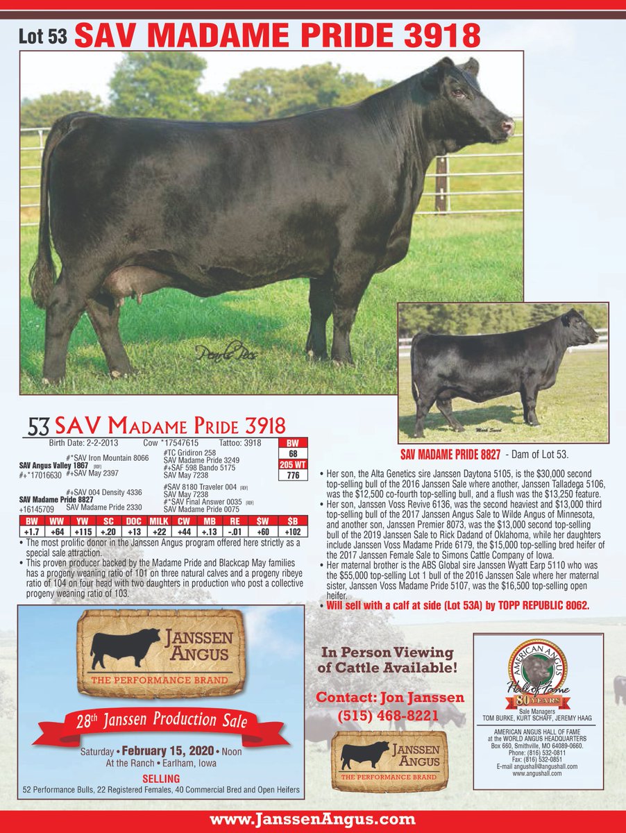 janssen_angus's tweet photo. Lot 53 - SAV Madame Pride 3918 selling February 15, 2020 - Janssen Angus Production Sale!  https://t.co/S8Zlau6KtI https://t.co/wwPoBZxv9r