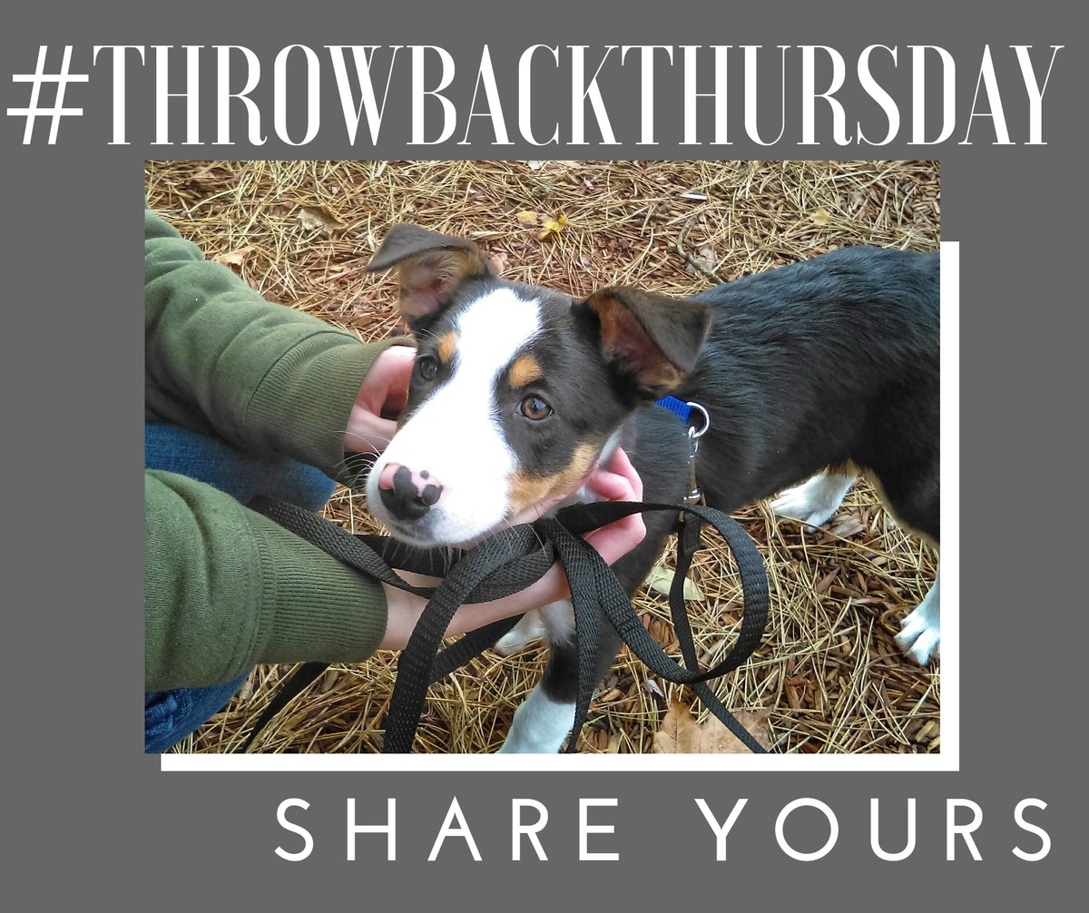 metro_k9's tweet photo. #throwbackthursday show me your favorite throwback picture of your pup and then retweet to pass it on! Let's spread the cuteness! #doglover #dog #dogsoftwitter @RescueCabbie @Penny_Lane_Pup @TheRealChileDog https://t.co/Lc7DpgBoYS