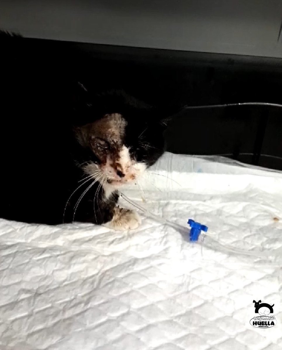DejandoHuellaAB's tweet photo. #Albacete OTIS YA ESTÁ PREPARADO PARA LA OPERACIÓN DE MAÑANA 

Nuestro campeón Otis sigue luchando por salir adelante. Sigue ingresado en Novelda, donde mañana se le someterá a una operación para reconstruir su mandíbula rota así como quitarle el ojo y cerrar. 
Sigue👇 https://t.co/DGqjlDJ3ni