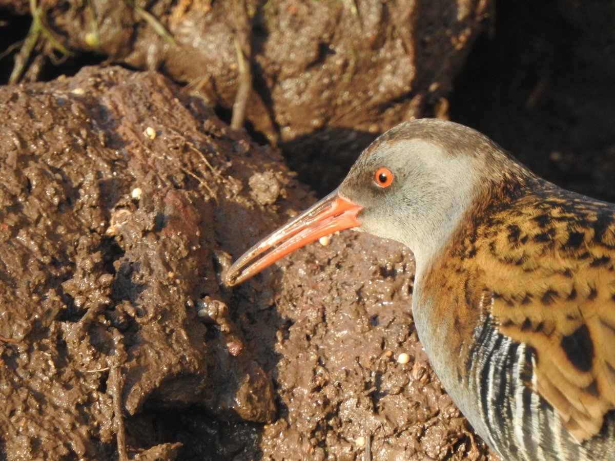 Jake_Brendish's tweet photo. Water rail strutting around in the open at @WWTSlimbridge 
#MScSISS @WWT @NatureUK @Britnatureguide #birds https://t.co/2LRUbcIidA