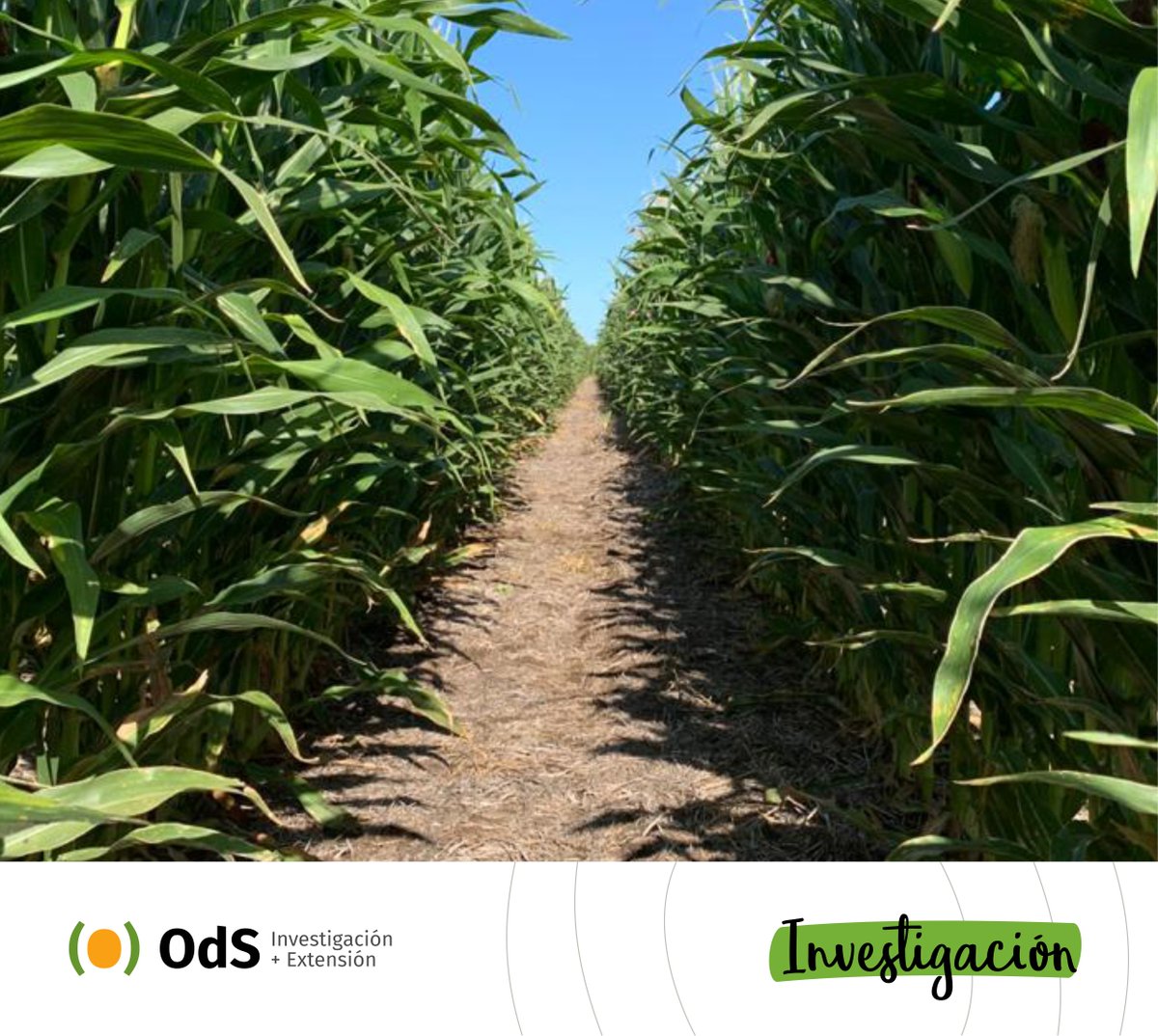 OdSagro's tweet photo. Nuestro agradecimiento por confiar en nuestro trabajo para desarrollar el Módulo de Innovación Brevant #MIB América 🌱
Compartimos una excelente jornada @lechu2011 y cia.
@BrevantSemillas #MIB #ModuloDeInnovacióBrevant #InvestigaciónODS #ODSTeam CC: @RoloDiMarco1 https://t.co/l3779QlOkz