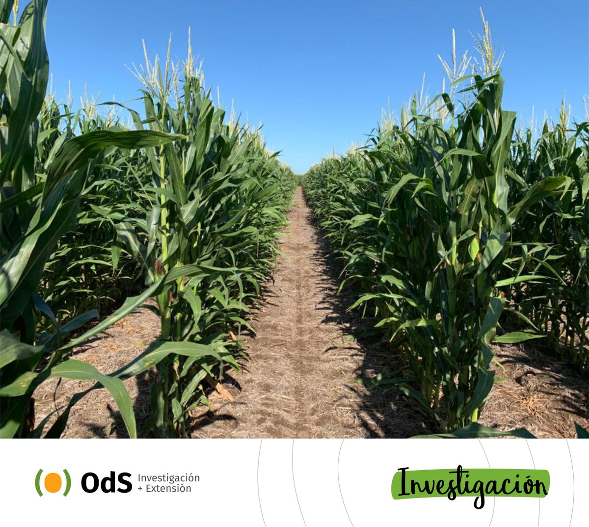 OdSagro's tweet photo. Nuestro agradecimiento por confiar en nuestro trabajo para desarrollar el Módulo de Innovación Brevant #MIB América 🌱
Compartimos una excelente jornada @lechu2011 y cia.
@BrevantSemillas #MIB #ModuloDeInnovacióBrevant #InvestigaciónODS #ODSTeam CC: @RoloDiMarco1 https://t.co/l3779QlOkz