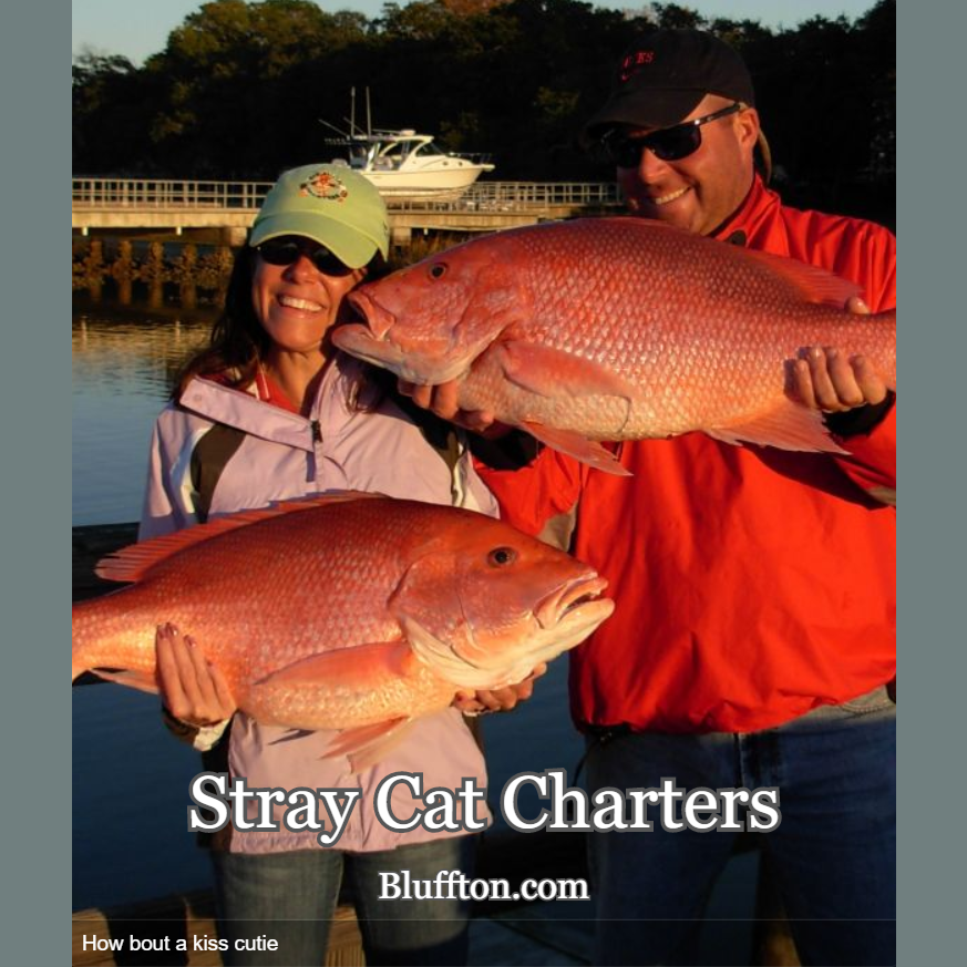ExploreBluffton's tweet photo. The Stray Cat is one of the best values and most well known Hilton Head Charter Boats on the Island.  Captain Jim Clark is a great captain with tons of experience ~ Book Now >> https://t.co/KggYytxFKy  ~   #beBluffton #bluffton https://t.co/0CaJ63KkYu