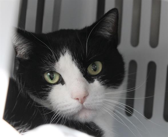 ARLBostonRescue's tweet photo. Special thanks to @CapeCodcom
for featuring adoptable #cat Mozart! Learn more about this 7-year-old boy at https://t.co/uimlPKIF6l #adoptdontshop https://t.co/XzWSQ9hIVh