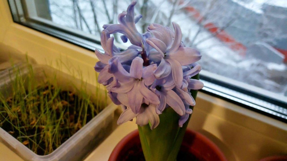 tetsunatsuko's tweet image. Прихожу домой поздно, уже темно и не могу нормально сфотографировать гиацинты, что зацвели уже сейчас. Но хоть так - красивые, сиреневые. Пахнут одуряюще, хорошо что стоят в отдельной комнате. 
#цветы #садовод #ботаника #гиацинт #hyacinth