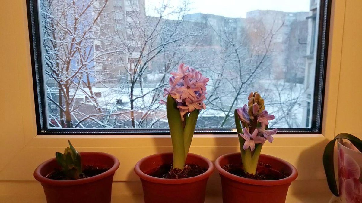 tetsunatsuko's tweet image. Прихожу домой поздно, уже темно и не могу нормально сфотографировать гиацинты, что зацвели уже сейчас. Но хоть так - красивые, сиреневые. Пахнут одуряюще, хорошо что стоят в отдельной комнате. 
#цветы #садовод #ботаника #гиацинт #hyacinth